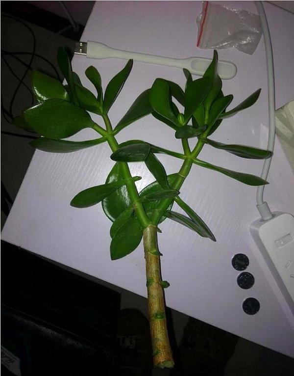 水插繁殖玉树的方法