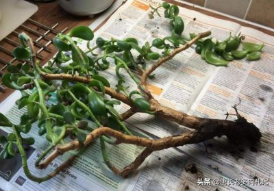 如何防止玉树落叶 如何防止玉树落叶
保护玉树免受落叶影响