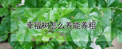 幸福树怎么养能养粗 如何养护幸福树让其长得更粗？