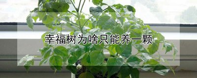 幸福树为什么只能养一颗 为什么只能养一棵幸福树？