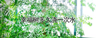 幸福树多长时间浇一次水 幸福树需要多久浇一次水？