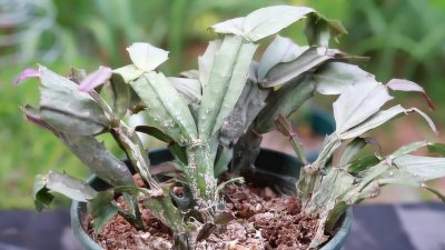 怎样防止蟹爪兰落蕾？ 用以方法避免蟹爪兰掉花苞