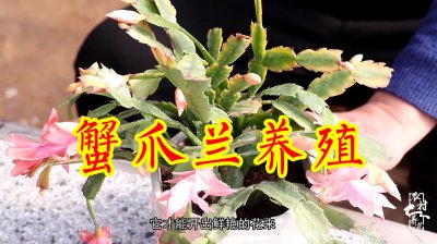 蟹爪兰养护方法和注意事项 蟹爪兰养护指南及注意事项