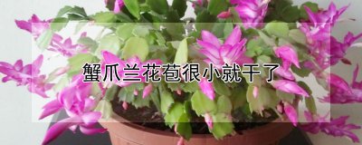 蟹爪兰花苞很小就干了的原因 蟹爪兰花苞干枯的成因