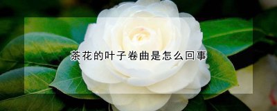 茶花的叶子为什么卷曲 茶花叶子为何卷曲？