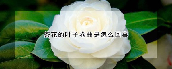 茶花的叶子为什么卷曲