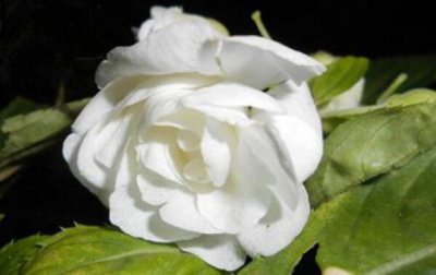 茶花孕蕾期如何管理 茶花孕蕾期护理技巧