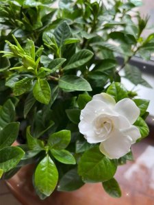 栀子花四季管理方法 栀子花四季养护指南
栀子花四季护理技巧