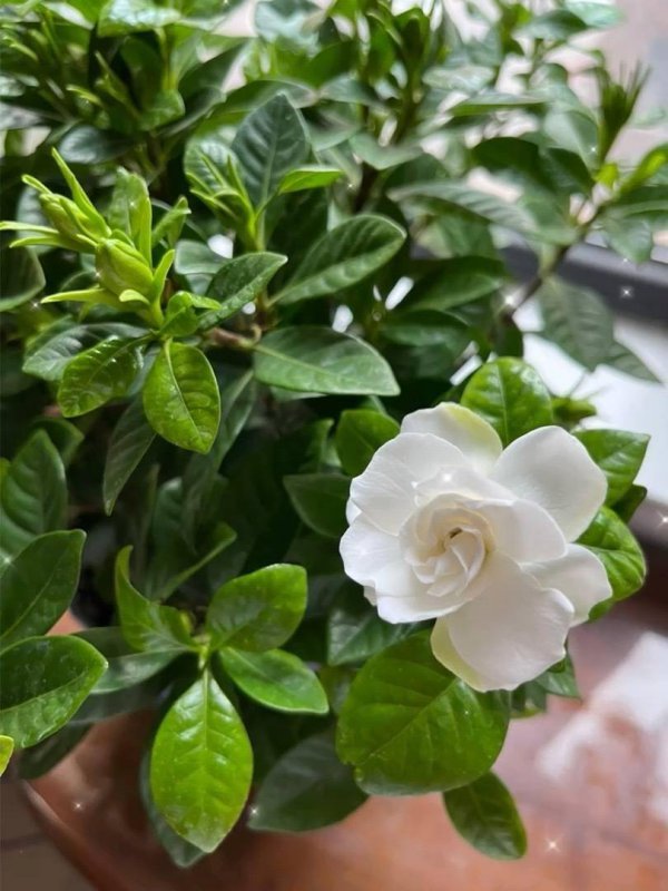 栀子花四季管理方法