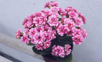 长寿花的繁殖方法 长寿花的繁殖技巧