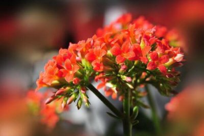 长寿花的催花方法 长寿花催花方法大全