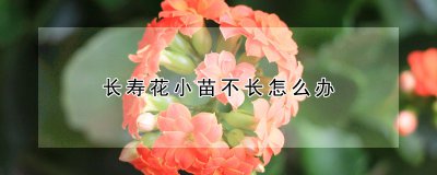 长寿花不长小苗如何处理 如何处理长寿花不长小苗问题？