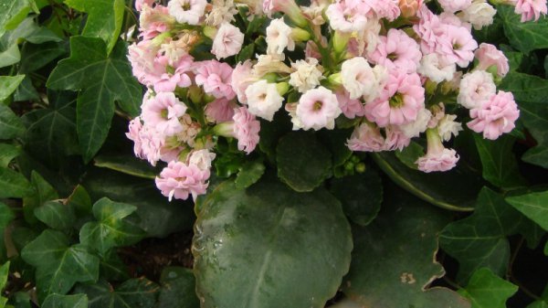 长寿花冬天如何过冬