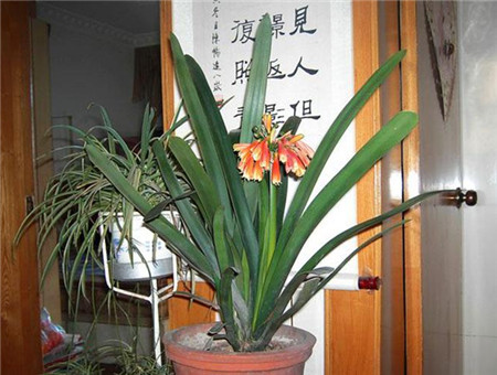 君子兰的种类介绍