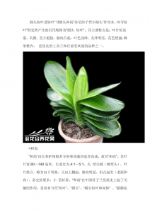 君子兰的品种是怎么命名的 君子兰的命名规则是怎样的？
