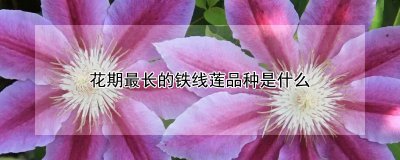 铁线莲花期最长的品种 铁线莲花开放时间最长的品种