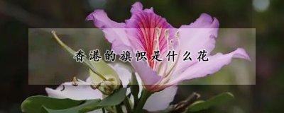香港的旗帜是哪种花 洋紫荆的生长习性