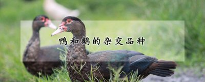 鸭和鹅的杂交品种是什么 鸭的杂交技术