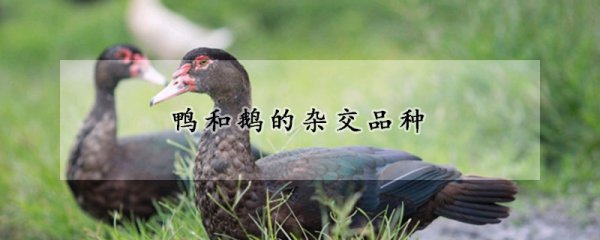 鸭和鹅的杂交品种是什么