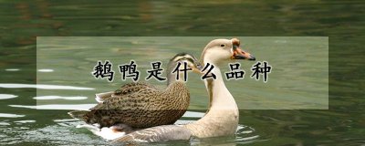 鹅鸭属于什么品种 鹅和鸭的区别