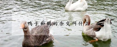 鸭子和鹅杂交是什么品种 鸭子的种群分布