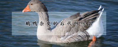 鹅鸭杂交的后代名称 鹅有什么特点