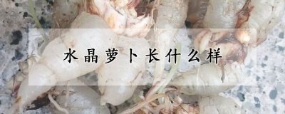 水晶萝卜的形态特征 三叶草的生长习性