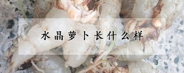 水晶萝卜的形态特征