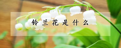 铃兰花品种介绍 铃兰花形态特征