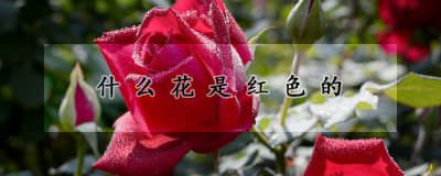 红色的花有哪些品种 红色花卉的种类