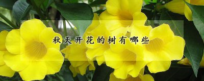 秋天开花的树有生命品种 秋季盛开的活力树种