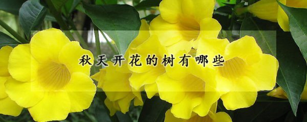 秋天开花的树有生命品种