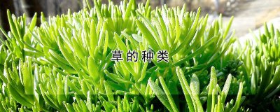 草的种类 各种草的品种