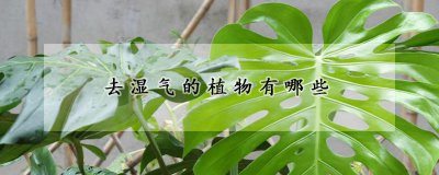 去湿气的植物种类 具有排湿功效的植物种类