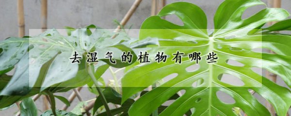 去湿气的植物种类