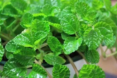 除甲醛十大排名植物 十大净化甲醛效果最佳的植物