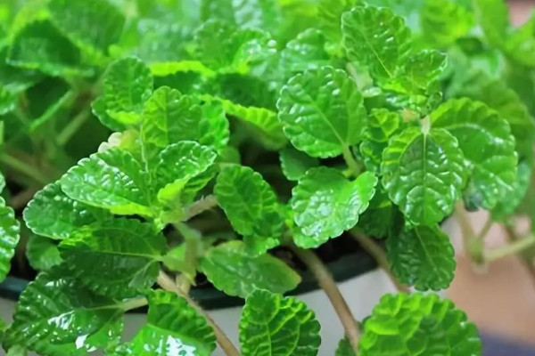 除甲醛十大排名植物