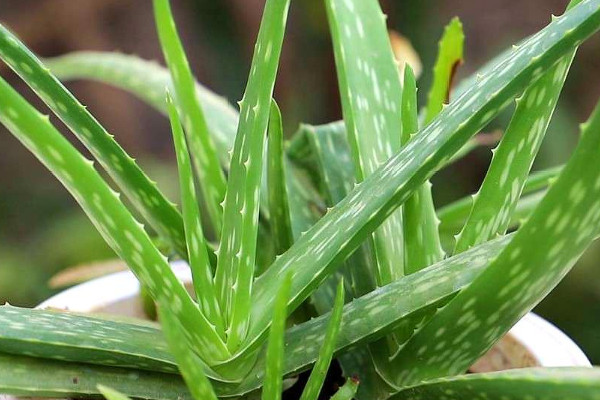 除甲醛十大排名植物