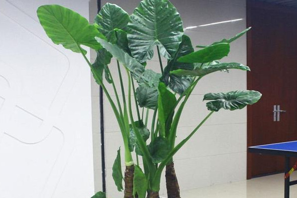 除甲醛十大排名植物