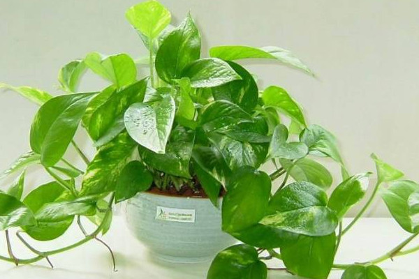 除甲醛十大排名植物
