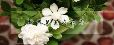 常见的室内花卉品种 常见室内花卉品种

常见的室内植物品种