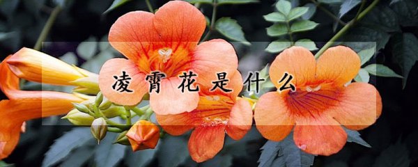 凌霄花的生长习性