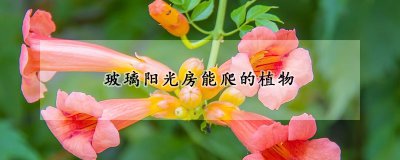 玻璃阳光房能爬的植物种类 适合种植在玻璃阳光房的植物种类