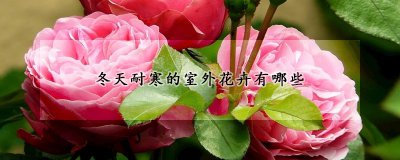 冬天耐寒的室外花卉品种 耐寒冬季户外花卉品种