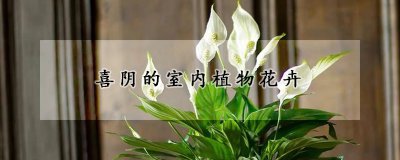 喜阴的室内植物花卉品种 适合阴暗环境的室内植物选择
