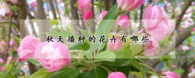 秋天播种的花卉品种 秋季种植的花卉品种