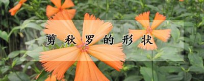 剪秋罗的外形特征 剪秋罗的生长习性