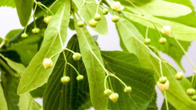 菩提树属于哪种树 菩提树的生长习性
