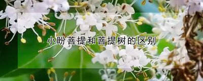 小盼菩提和菩提树有什么不同 小盼菩提的品种介绍