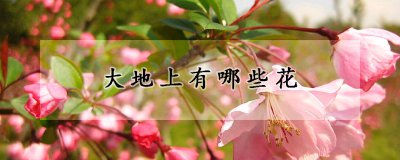 大地上的花卉种类 花卉丰富多彩的世界